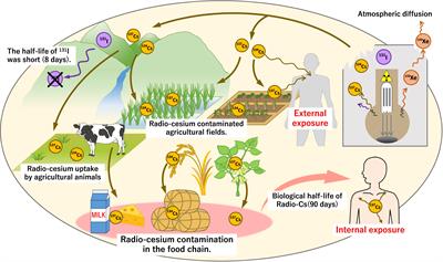 The Dynamics of Radio-Cesium in Soils and Mechanism of Cesium Uptake Into Higher Plants: Newly Elucidated Mechanism of Cesium Uptake Into Rice Plants